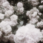 .ꜱɪʟᴠᴇʀ ᴍᴏᴏɴ.