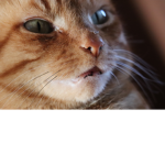 Kitties Inc.