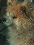 Free doges!