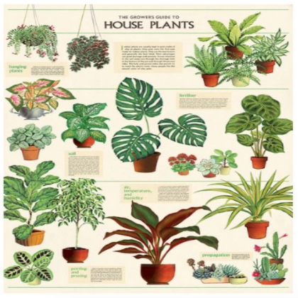 house plant poster aesthetic Roblox decal