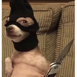 buy