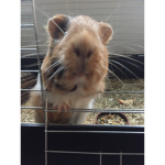 Guinea pig squat