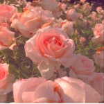 ・coral