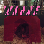 Rat Haus Development Group