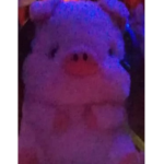 Piggydevideo fans