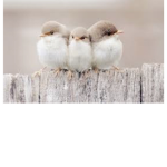 Little birds<3