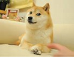Doge is top