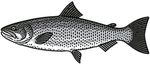 Fish Group..?