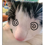 Cattire