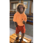 Cult of the Monkeys with Drip