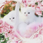 Kitty’s fun group