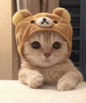 pIuwshyy