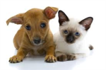 Stop Animal Abuse and Help Them