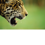 Jaguar Friends Production