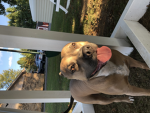 Luna the Dog followers