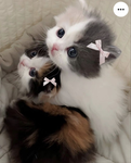 Kittens winter~