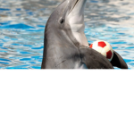 Majestic dolphins