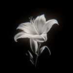 Mercy’s World