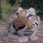 tigrito