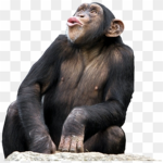 DE MONKE GROUP!