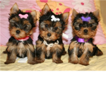 puppy lovers forever