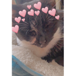 kittens are the cutest ever