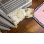 13Y
