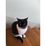 The cats cats cats cats cats cats