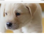Cute lil puppie’s