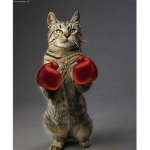 The Cat Army .