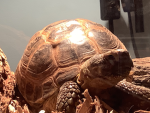 Mary of turtles