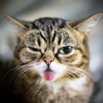 Grumpy cat chat