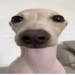 ʜᴏᴍᴇ ɢᴀᴛs