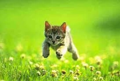 run for ever (Beta)