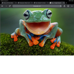 FROG HELPERS