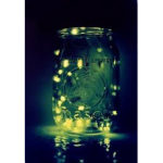 ~~~ Fireflies ~~~
