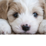 Doggy's for ever