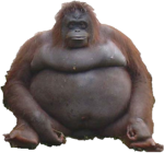 Monke's Have Returned