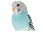 Chirp Chirp