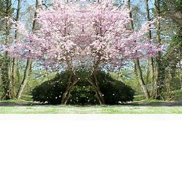 Sakura Forest {ShowCase}.
