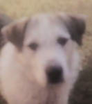 Max my dog ree