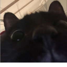 Item Buyer Cat's
