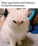 crazy memes group