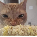 Don’t join this furry thing