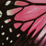 •pinkmoth•