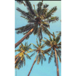Coconuts Rock!