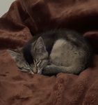 my kitten clan