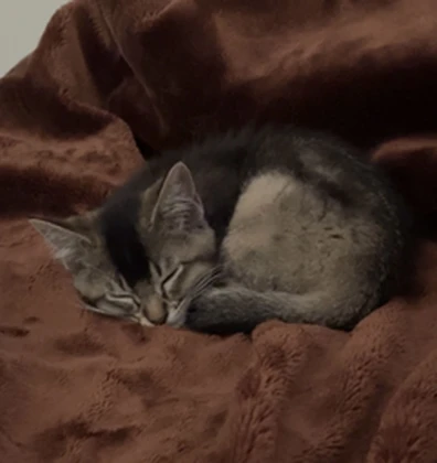 my kitten clan Roblox group icon