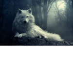 GalaxyMoonWolf