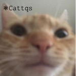 Cattqs